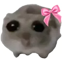 ktyl_sadhamster