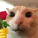 ktyl_rosecat