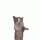 catdance