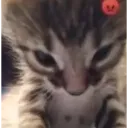 Shierz_angycat