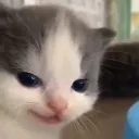 saskinkedy