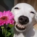 shdkopke