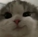 710meoww
