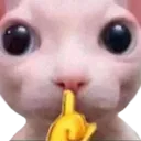 bingusshh