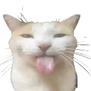 blehhcat