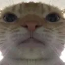 catscammer