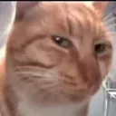 catsus