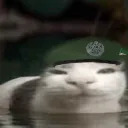 belqucat