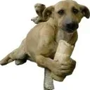 Ackopek