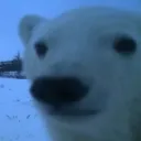 Polar_bear