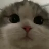 fistij