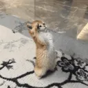 armycat