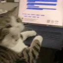 meoow