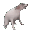 Doggodance