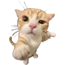 956658youuukitten