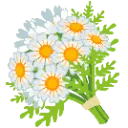 577885daisybouqet