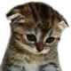 sadcat