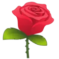 cicek
