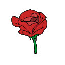 voxyrose