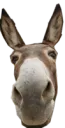 keles_donkey
