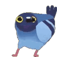 Pigeon