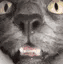 sniff