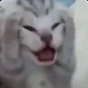 NEEEE