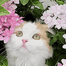 1545catpopup