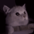 2792lightmodecat