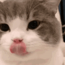 4958catmlem