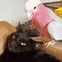8404birdpetcat