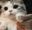 13654catpaws