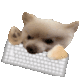 DogKeyboard
