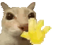 CatWave