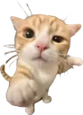 youuu_kitten