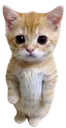 kitty