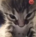 AngyCat