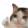 sadcat