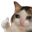 kedi