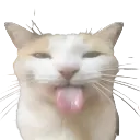 blehhcat