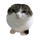 cat_seal
