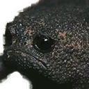 sosad