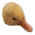 ordek