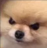 Sinirlikopke