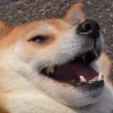 SQ_doge