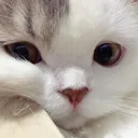 yanaklkedi