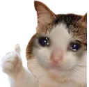 kedi_evet