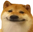 bruhdog
