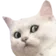 kv_kedisenanOwO