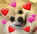 BN_cutedog_7